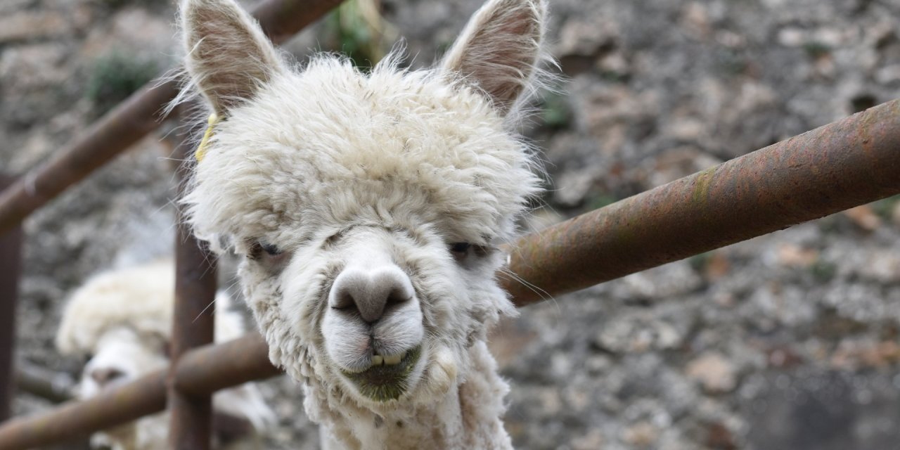 White alpaca eating and staring directly into the camera